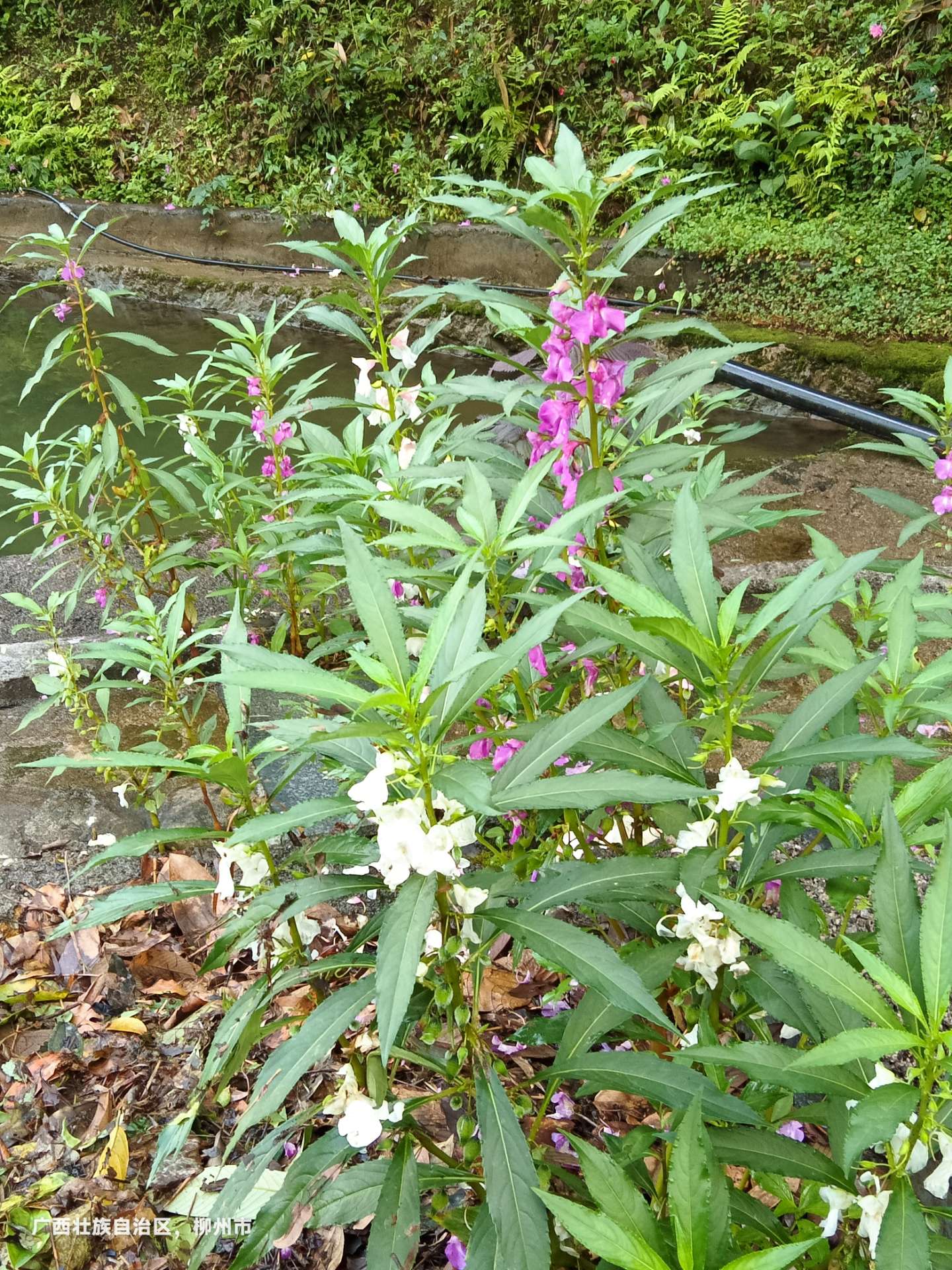 融水分类信息